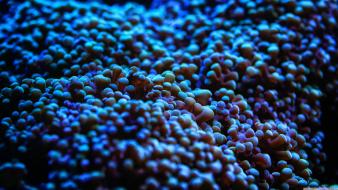 Science sea anemones microscopic photography wallpaper