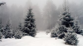 Snow fog spruce pine trees