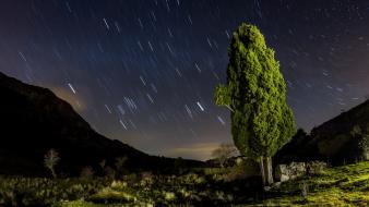 Trees long exposure night sky wallpaper