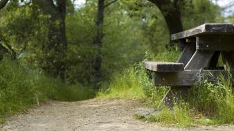 Trees paths bench wallpaper