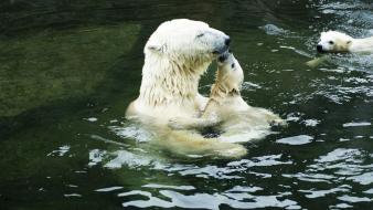 Water animals polar bears baby wallpaper