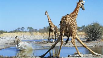 Wildlife zebras giraffe wallpaper