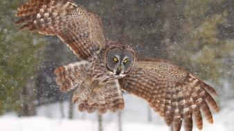 Winter animals owls snowflakes wallpaper