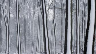 Winter snow trees forests wallpaper