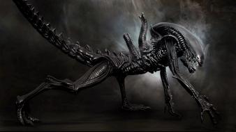 Xenomorph aliens wallpaper