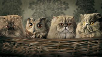 Animals baskets birds cats digital art wallpaper