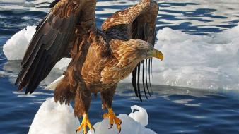 Animals birds eagles ice sea wallpaper