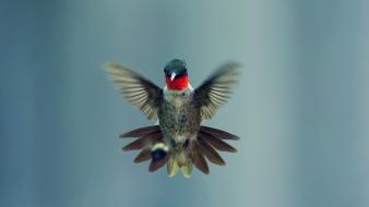 Animals birds hummingbirds wallpaper