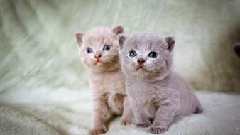 Animals cats kittens wallpaper
