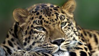 Animals feline leopards amur leopard