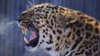 Animals leopards wildcat wallpaper