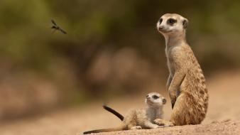 Animals meerkats wallpaper