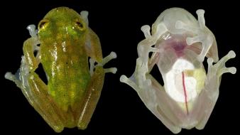Animals transparent frogs reptiles wallpaper