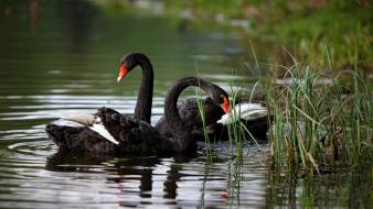 Birds animals swans lakes rivers reeds wallpaper