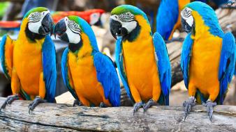 Blue-and-yellow macaws birds parrots wallpaper