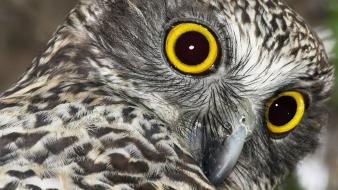 Close-up birds owls wallpaper