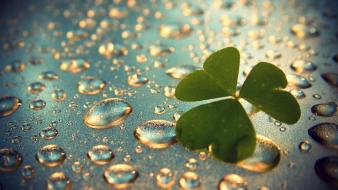 Clover green leaves water wallpaper