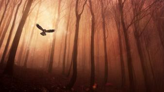 Forests birds fantasy art owls artwork gloomy wallpaper