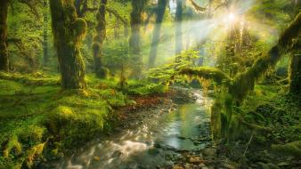 Garden spirit creek sun rays morning view wallpaper