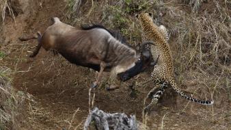 Jaguar animals grass hunting nature wallpaper