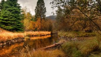 Landscapes nature forest usa magic