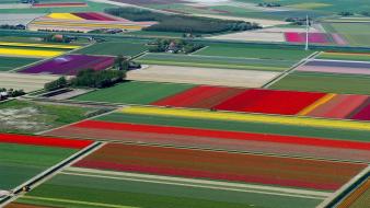 Landscapes trees flowers houses fields tulips holland wallpaper