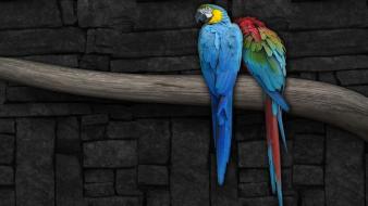 Macaw birds couple wallpaper