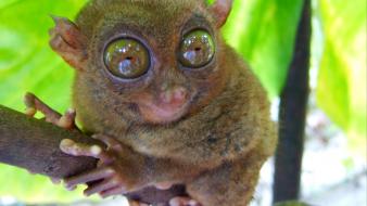 Macro tarsier lemurs wallpaper