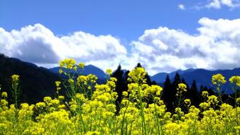 Mountains clouds landscapes nature trees flowers yellow skies