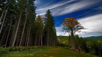 Nature trees forests wallpaper