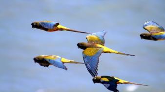 Parakeets birds wallpaper