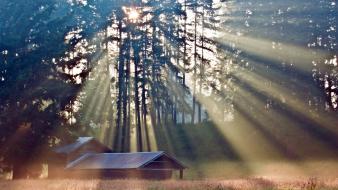 Trees forests grass sun rays morning view wallpaper