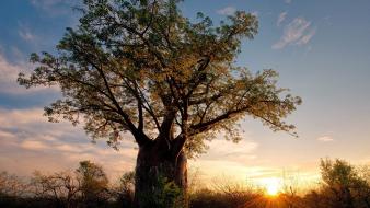 Africa zimbabwe baobab landscapes nature wallpaper