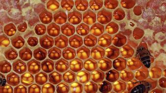 Animals bees honey honeycomb wallpaper
