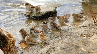 Animals birds feathers sparrow wallpaper