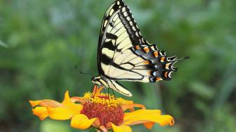 Animals butterflies insects nature yellow flowers wallpaper
