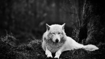Animals grayscale wolves wallpaper