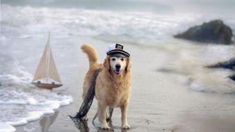 Beach animals dogs sea wallpaper