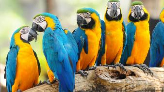 Blue-and-yellow macaws animals birds nature parrots wallpaper