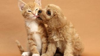 Cats animals dogs kissing brown wallpaper