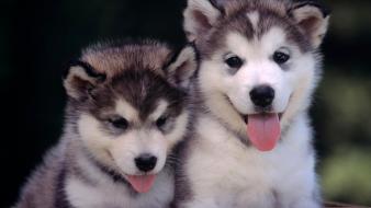 Cute husky puppies wallpaper