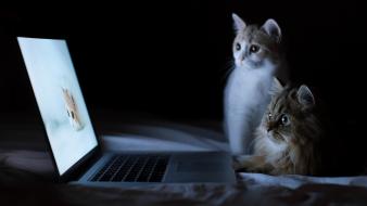 Dark cats laptops macbook pro wallpaper