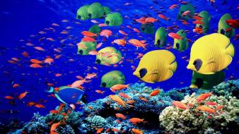 Egypt fish red sea tropical wallpaper