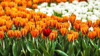 Flowers tulips depth of field orange wallpaper