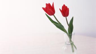 Flowers tulips white background red wallpaper