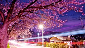 Japan cherry blossoms tokyo cityscapes wallpaper