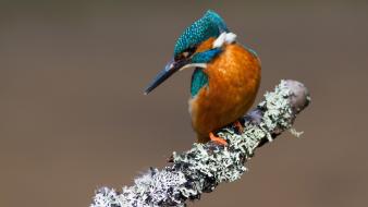 Kingfisher birds