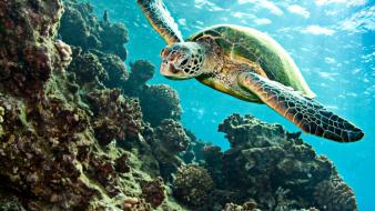 Landscapes nature animals turtles underwater wallpaper