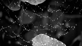 Leaves grayscale web dew spider webs wallpaper