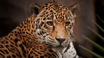 Nature animals jaguars wallpaper